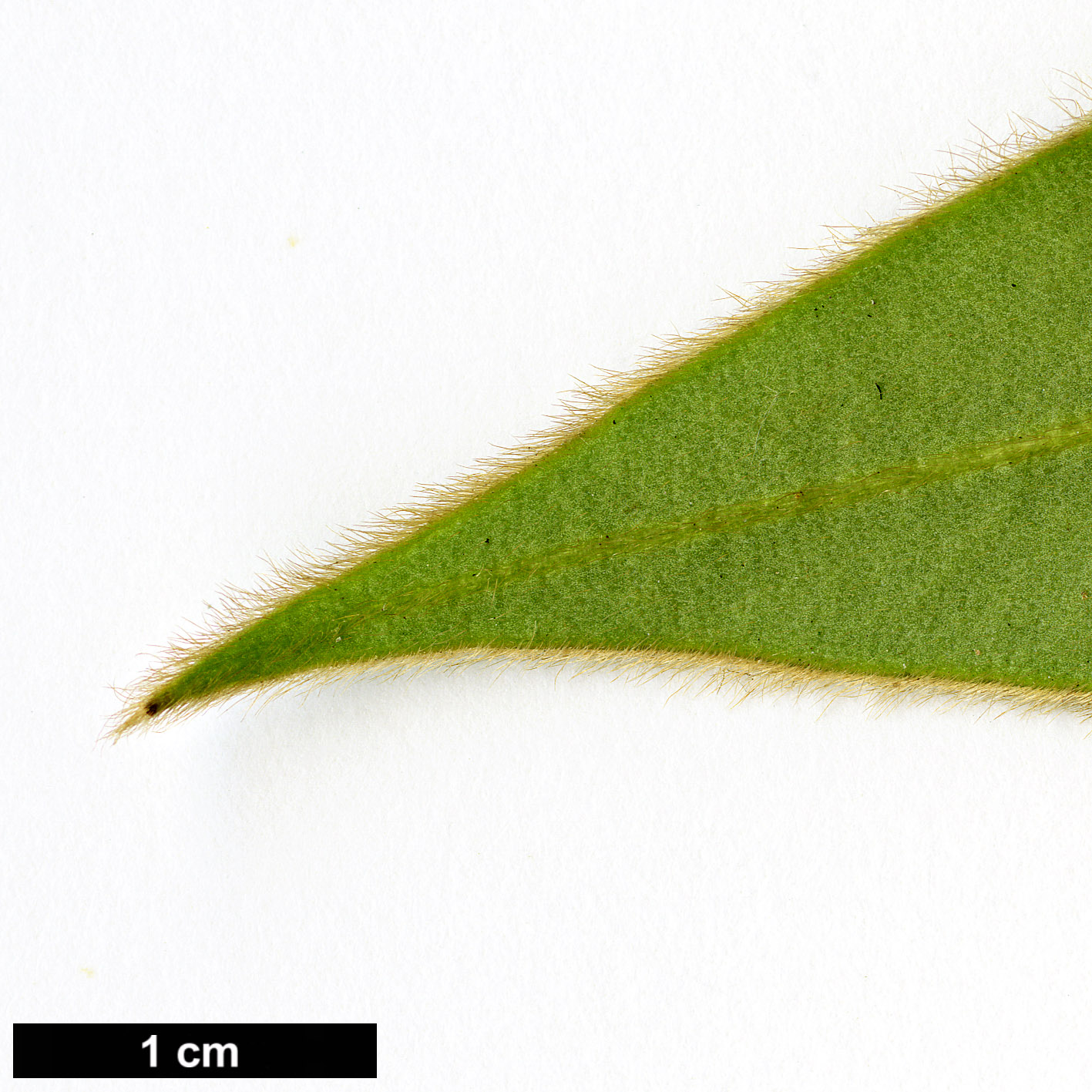 High resolution image: Family: Pentaphylacaceae - Genus: Adinandra - Taxon: glischroloma